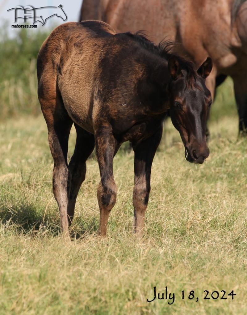 Blue Whip Topping MA's 2024 black stallion